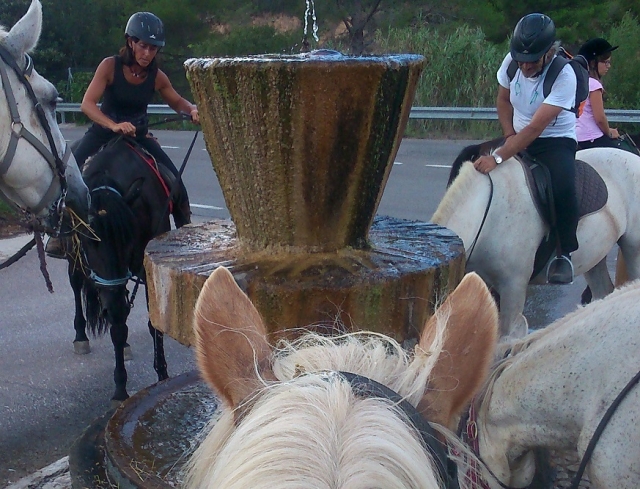  Pferde trinken am Brunnen 